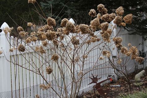 Hydrangea Pruning: 'Annabelle' and 'Limelight' - Lorraine Ballato | Pruning hydrangeas, Smooth ...