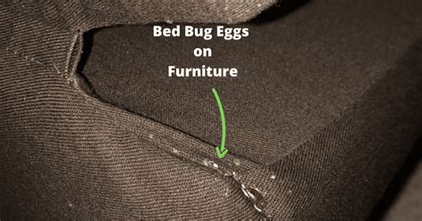 Bed Bug Eggs On Sheets