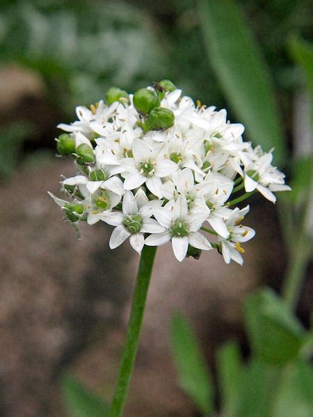 Allium tuberosum – Ballyrobert Gardens