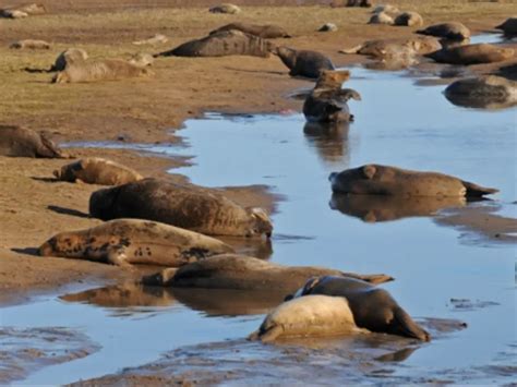 Donna Nook Nature Reserve | VisitRevisit