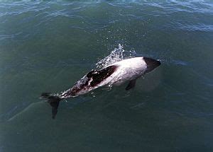 Commerson's dolphin Facts for Kids