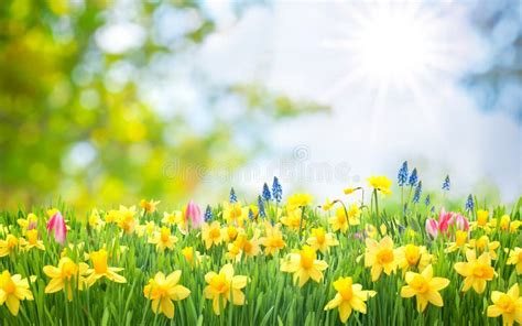 Spring Easter background stock image. Image of gardening - 67117789