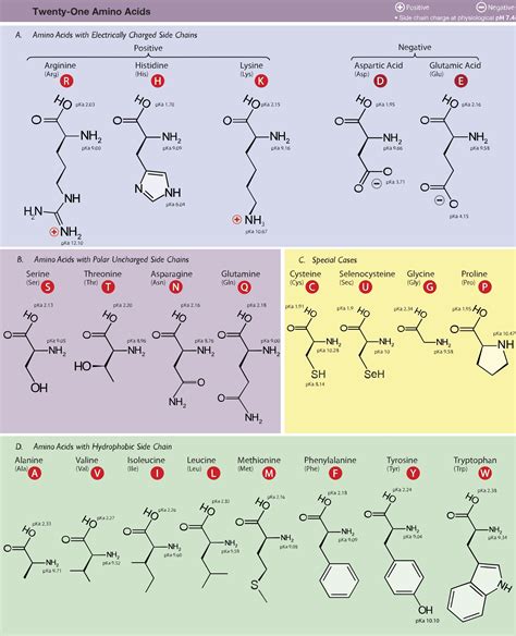 Image result for amino acid side chain pka Biology Review, Mcat Study, Functional Group, Acide ...