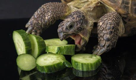 Russian Tortoise Diet [In 2022] See the 5 Best Foods