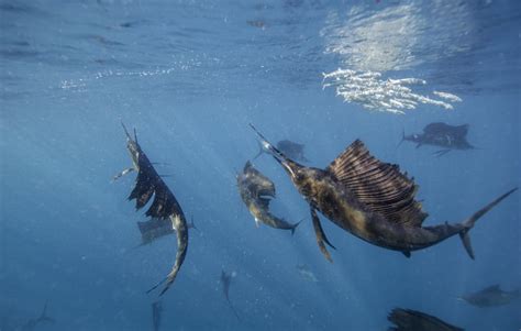 Sailfish Fact & Information Guide - American Oceans