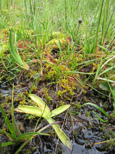 Butterwort | Plant-Lore