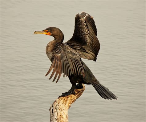 Joan and Dan's Birding Blog: Double-Crested Cormorant