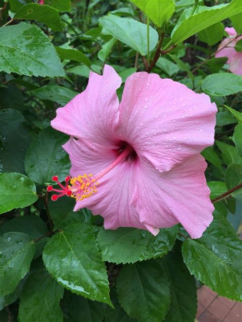 Flowers Native To Puerto Rico - Flower Arena