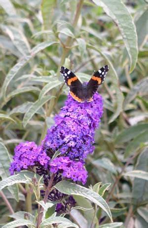 Butterfly Bush - Pruning, Winter Care and Fertilizing - Hawks Landscape, Inc. | Butterfly bush ...