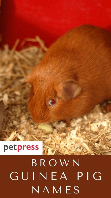 170+ Best Brown Guinea Pig Names For Your Cute Furry Pet