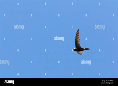 A flying common swift under blue sky Stock Photo - Alamy