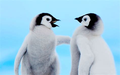 Download wallpaper for 2560x1440 resolution | Cute Baby Penguins ...