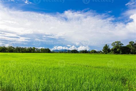 Thailand rice field with blue sky and white cloud 3595616 Stock Photo at Vecteezy