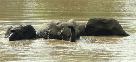 One Day Safari to Mole National Park Ghana | Grassroot Tours