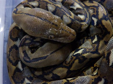 Reptiles Amphibians & Fish: HET CARAMEL RETICULATED PYTHONS - PYTHON RETICULATUS