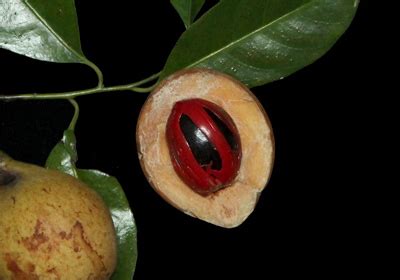 Nutmeg - Myristica fragrans