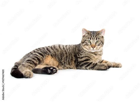 Tabby cat laying down Stock Photo | Adobe Stock