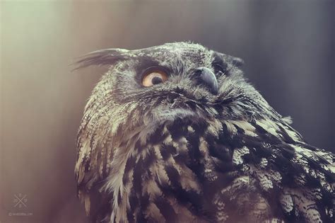 Eurasian Eagle-Owl PART I. on Behance