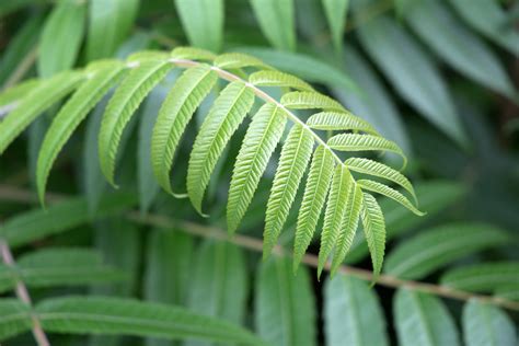 Green Plant Leaves Royalty-Free Stock Photo