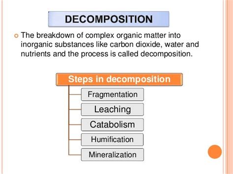 Decomposition : Steps | Factors Affecting | Saprophytes - Biology