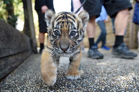 Adorable tiger cub Kai, who weighed just 1.3 kilograms