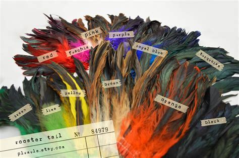 25-30 Pcs Rooster Tail Naturally Dyed Unbleached 6-8 - Etsy