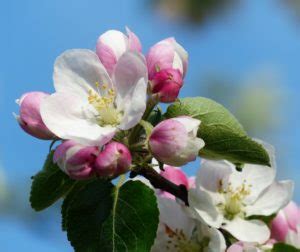 Local Apple Blossoms in Full Bloom - Hendersonville.com