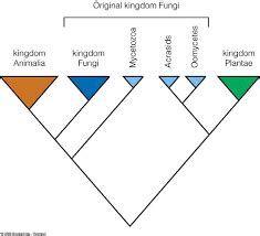 FUNGI CLADOGRAM Find the most complete cladogram in | Chegg.com