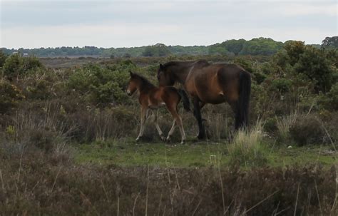 New Forest: foals and spring arrive together | New Forest Commoner