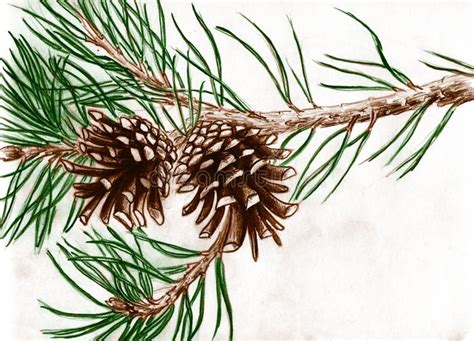 Pine Tree Branch Drawing Stock Illustrations – 25,616 Pine Tree Branch Drawing Stock ...