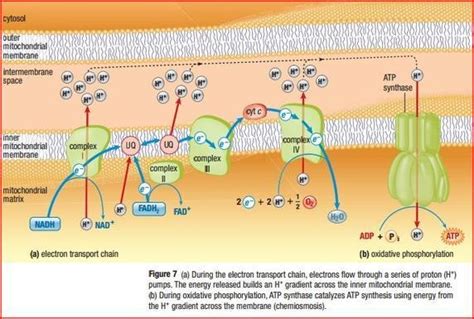 Electron Transport Chain & Chemiosmosis Diagram | Quizlet