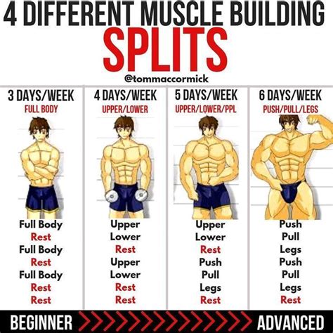 4 Muscle Building Splits | Workout splits, Ectomorph workout, Gym workout tips