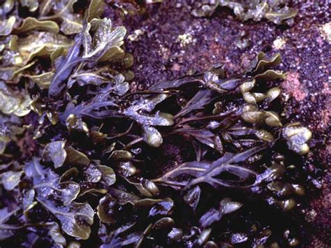 MarLIN - The Marine Life Information Network - Spiral wrack (Fucus ...