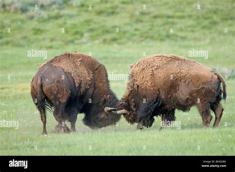 Bison (Bison bison), bulls fighting at Yellowstone National Park Stock ...