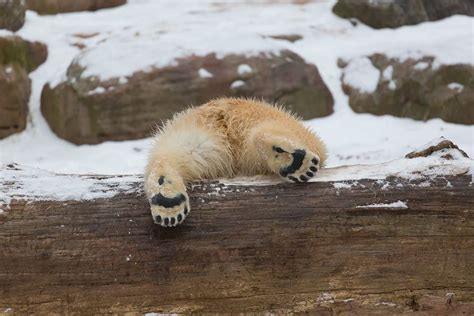 24 Pics Of Adorable Polar Bear Cubs Chilling Out In The Snow Showing Us How To Have A Good Time