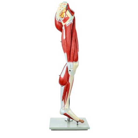 Muscles of the Leg Laminated Anatomy Chart | Muscular system anatomy ...