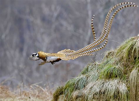 Reeves's pheasant shows off long tail in central China - CGTN