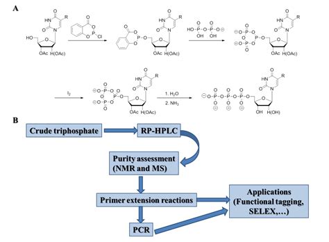 Nucleoside Triphosphates - From Synthesis to Biochemical ...