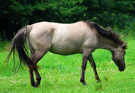 Konik Horse Info, Origin, History, Pictures