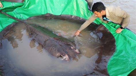 World's largest recorded freshwater fish caught in Cambodia | CBC News