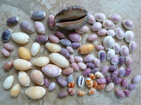 The Giver of Life: Cowry Shell | Gnostic Warrior