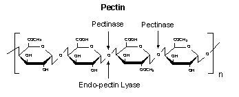 B8A01867 - Pectinase - 100ml | Hope Education