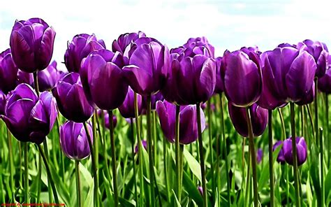 Purple Tulips Wallpapers - Wallpaper Cave