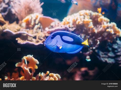 Blue Tang Fish Image & Photo (Free Trial) | Bigstock