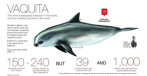 Grim Update on Endangered Vaquita Porpoise | ZFK Blog