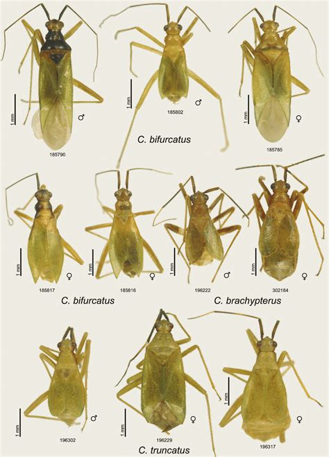 Dorsal habitus photographs of species of Carvalhomiris. Macropterous... | Download Scientific ...