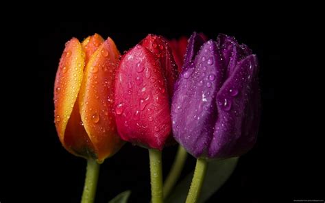 Three Tulips In Various Colors : Wallpapers13.com