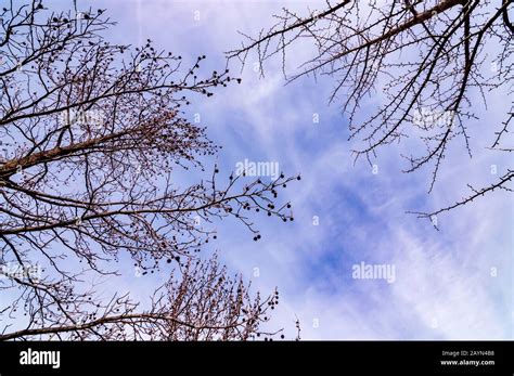 Bare branches from a buckeye tree with nuts attached to them under blue ...