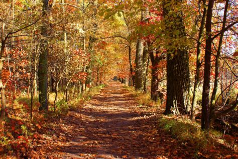 Forest in autumn - road Free Photo Download | FreeImages