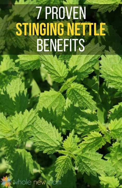 7 Proven Stinging Nettle Benefits - Whole New Mom | Nettle benefits, Stinging nettle, Nettle tea ...